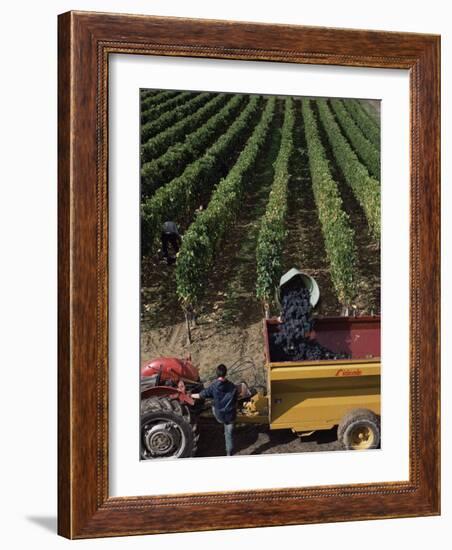 Harvesting Grapes, St. Emilion Area, Aquitaine, France-Adam Woolfitt-Framed Photographic Print