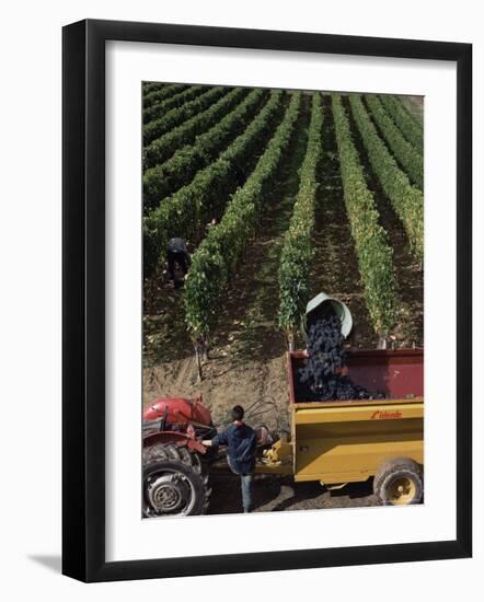 Harvesting Grapes, St. Emilion Area, Aquitaine, France-Adam Woolfitt-Framed Photographic Print