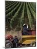 Harvesting Grapes, St. Emilion Area, Aquitaine, France-Adam Woolfitt-Mounted Photographic Print