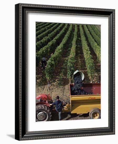 Harvesting Grapes, St. Emilion Area, Aquitaine, France-Adam Woolfitt-Framed Photographic Print
