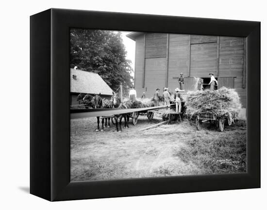 Harvesting Hay, Circa 1909-Asahel Curtis-Framed Premier Image Canvas