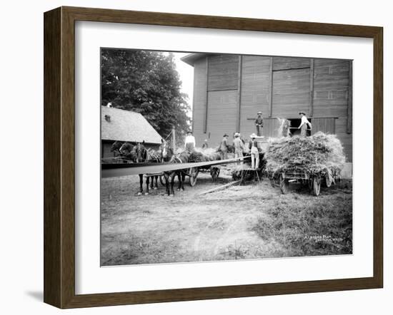 Harvesting Hay, Circa 1909-Asahel Curtis-Framed Giclee Print