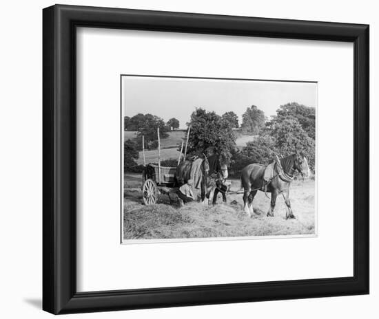 Harvesting in Kent with a Pair of Shire Horses-null-Framed Art Print