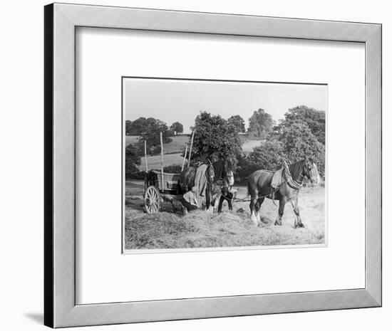 Harvesting in Kent with a Pair of Shire Horses-null-Framed Art Print