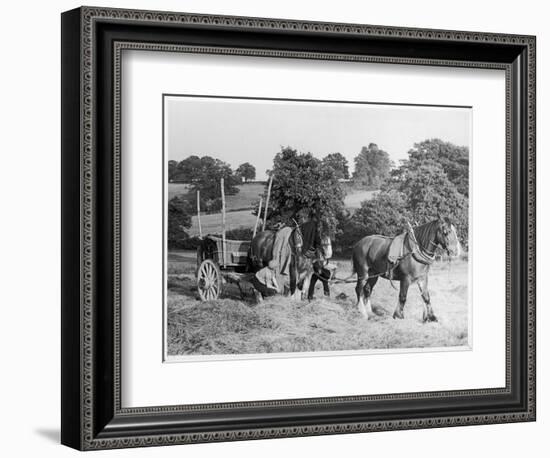 Harvesting in Kent with a Pair of Shire Horses-null-Framed Art Print