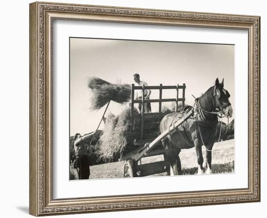 Harvesting in Sussex with a Shire Horse and Cart-null-Framed Photographic Print