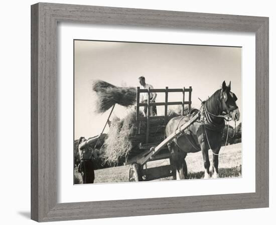 Harvesting in Sussex with a Shire Horse and Cart-null-Framed Photographic Print