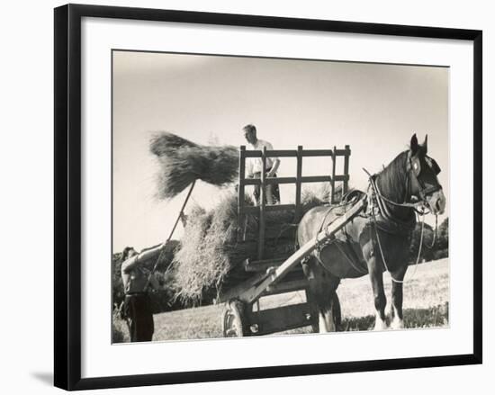 Harvesting in Sussex with a Shire Horse and Cart-null-Framed Photographic Print