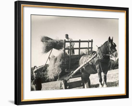 Harvesting in Sussex with a Shire Horse and Cart-null-Framed Photographic Print