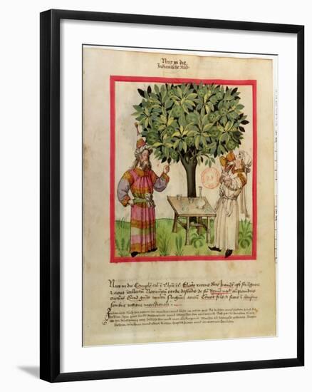 Harvesting Nutmeg-null-Framed Giclee Print