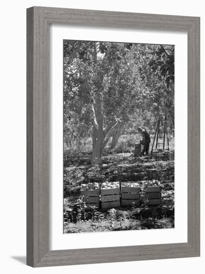 Harvesting Pears-Dorothea Lange-Framed Art Print