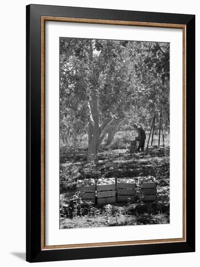 Harvesting Pears-Dorothea Lange-Framed Art Print