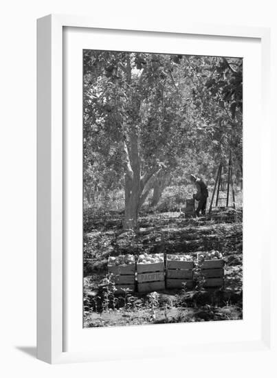 Harvesting Pears-Dorothea Lange-Framed Art Print