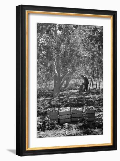 Harvesting Pears-Dorothea Lange-Framed Art Print