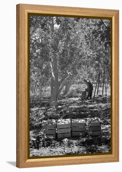 Harvesting Pears-Dorothea Lange-Framed Stretched Canvas