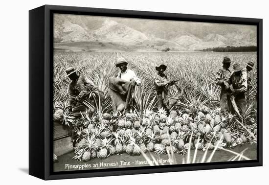 Harvesting Pineapples, Hawaii-null-Framed Stretched Canvas