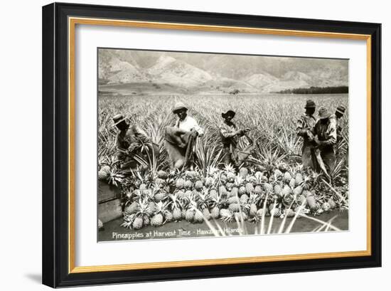 Harvesting Pineapples, Hawaii-null-Framed Art Print