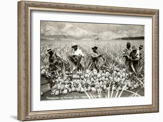 Harvesting Pineapples, Hawaii-null-Framed Premium Giclee Print