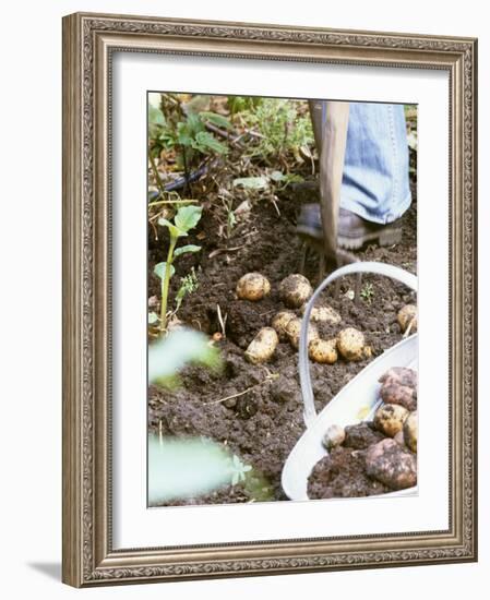 Harvesting Potatoes: Lifting Potatoes out of Ground with Fork-Linda Burgess-Framed Photographic Print