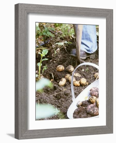 Harvesting Potatoes: Lifting Potatoes out of Ground with Fork-Linda Burgess-Framed Photographic Print