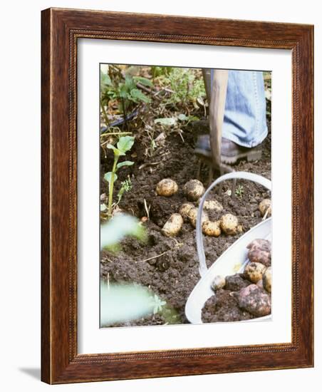 Harvesting Potatoes: Lifting Potatoes out of Ground with Fork-Linda Burgess-Framed Photographic Print