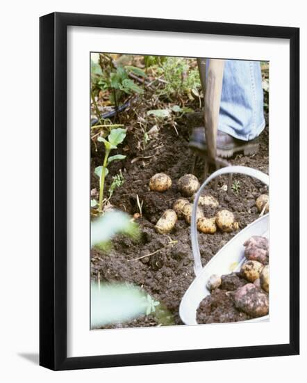 Harvesting Potatoes: Lifting Potatoes out of Ground with Fork-Linda Burgess-Framed Photographic Print