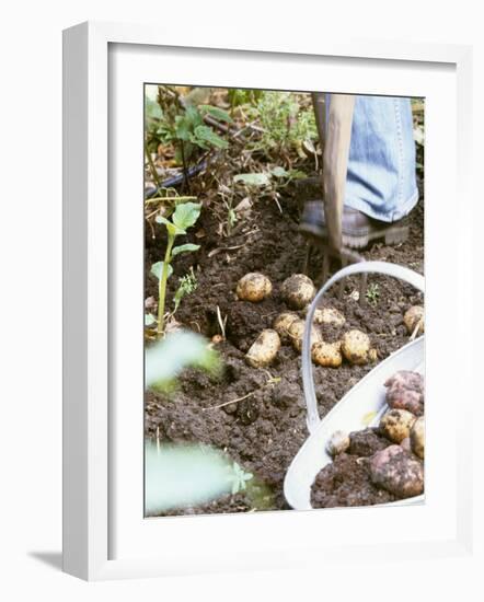 Harvesting Potatoes: Lifting Potatoes out of Ground with Fork-Linda Burgess-Framed Photographic Print