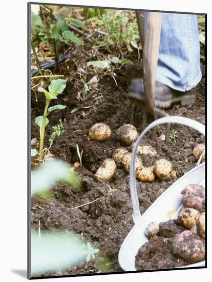 Harvesting Potatoes: Lifting Potatoes out of Ground with Fork-Linda Burgess-Mounted Photographic Print