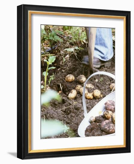 Harvesting Potatoes: Lifting Potatoes out of Ground with Fork-Linda Burgess-Framed Photographic Print