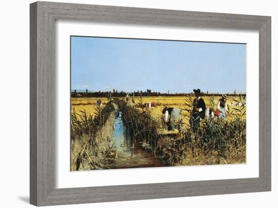 Harvesting Rice in Low Lands of Verona, 1877-Giacomo Favretto-Framed Giclee Print