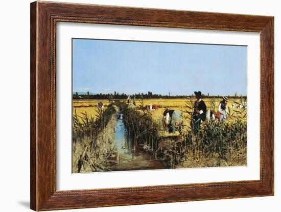 Harvesting Rice in Low Lands of Verona, 1877-Giacomo Favretto-Framed Giclee Print