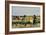 Harvesting Rice in Low Lands of Verona-Giacomo Favretto-Framed Giclee Print