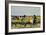 Harvesting Rice in Low Lands of Verona-Giacomo Favretto-Framed Giclee Print