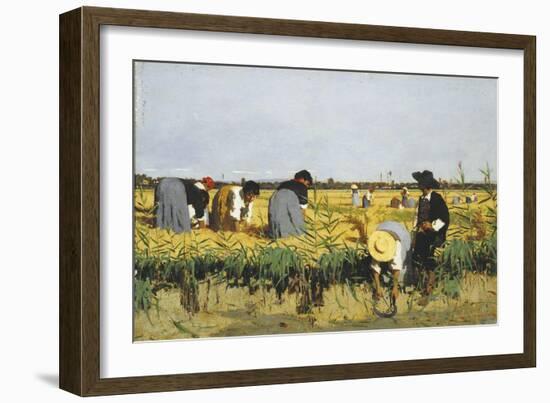 Harvesting Rice in Lowlands of Verona, 1878-Giacomo Favretto-Framed Giclee Print