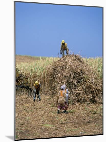 Harvesting Sugar Cane, Mauritius, Indian Ocean, Africa-G Richardson-Mounted Photographic Print