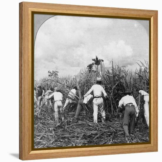 Harvesting Sugar Cane, Rio Pedro, Porto Rico, 1900-BL Singley-Framed Premier Image Canvas