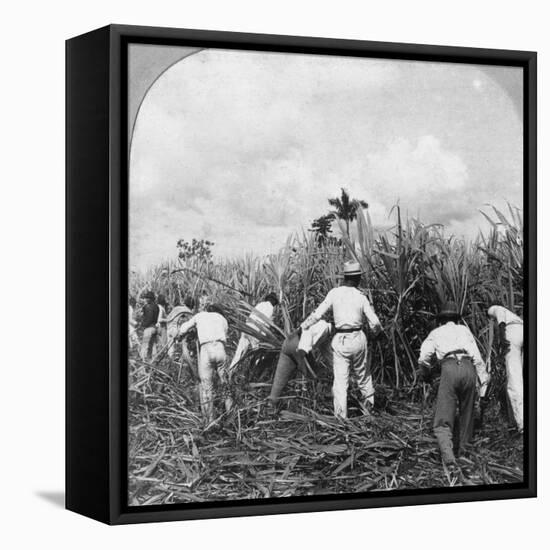 Harvesting Sugar Cane, Rio Pedro, Porto Rico, 1900-BL Singley-Framed Premier Image Canvas