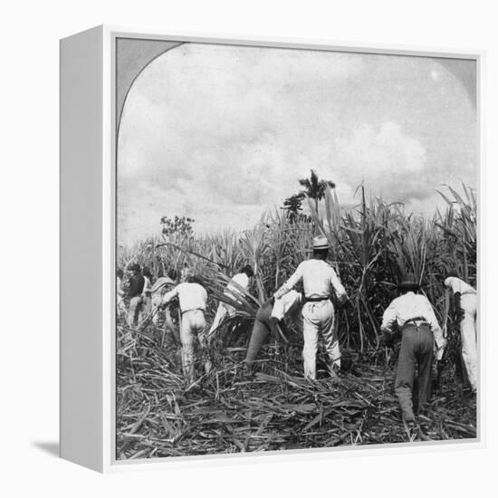 Harvesting Sugar Cane, Rio Pedro, Porto Rico, 1900-BL Singley-Framed Premier Image Canvas