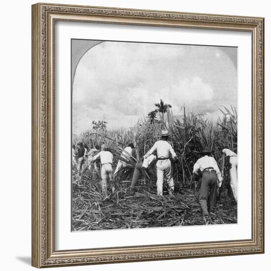 Harvesting Sugar Cane, Rio Pedro, Porto Rico, 1900-BL Singley-Framed Photographic Print