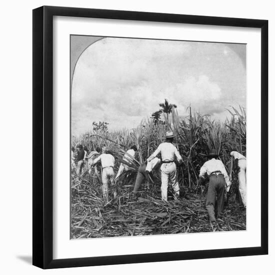 Harvesting Sugar Cane, Rio Pedro, Porto Rico, 1900-BL Singley-Framed Photographic Print