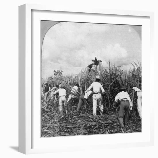 Harvesting Sugar Cane, Rio Pedro, Porto Rico, 1900-BL Singley-Framed Photographic Print