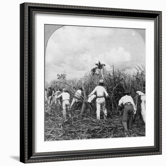 Harvesting Sugar Cane, Rio Pedro, Porto Rico, 1900-BL Singley-Framed Photographic Print