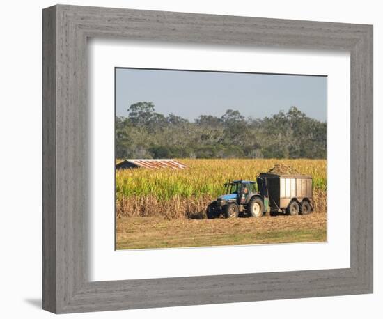 Harvesting Sugarcane near Hervey Bay, Queensland, Australia-David Wall-Framed Photographic Print