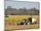 Harvesting Sugarcane near Hervey Bay, Queensland, Australia-David Wall-Mounted Photographic Print