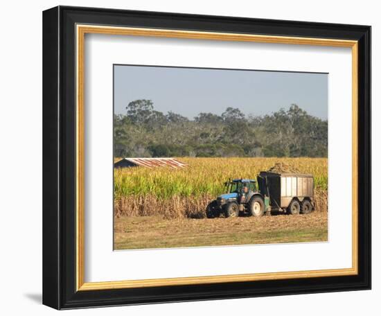 Harvesting Sugarcane near Hervey Bay, Queensland, Australia-David Wall-Framed Photographic Print