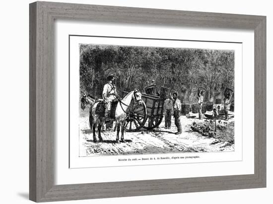 Harvesting the Coffee, Brazil, 19th Century-A de Neuville-Framed Giclee Print