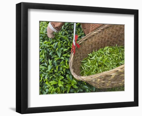 Harvesting Tieguanyin Tea Leaves at a Tea Plantation, Fujian, China-Keren Su-Framed Photographic Print