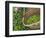 Harvesting Tieguanyin Tea Leaves at a Tea Plantation, Fujian, China-Keren Su-Framed Photographic Print