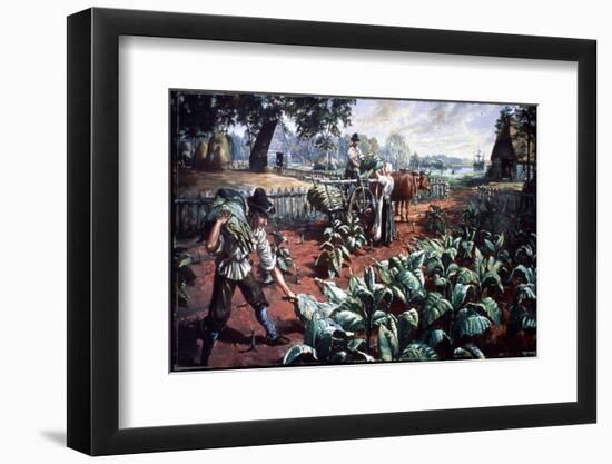 Harvesting Tobacco in Early Virginia-Hulton Archive-Framed Photographic Print