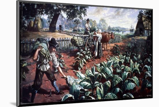 Harvesting Tobacco in Early Virginia-Hulton Archive-Mounted Photographic Print